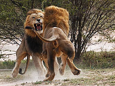 Hanh trinh dam mau de tro thanh ‘vua su tu’ hinh anh