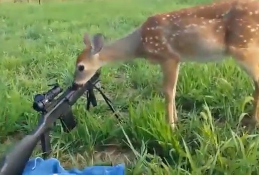 Nai con lieu mang liem nong sung san hinh anh