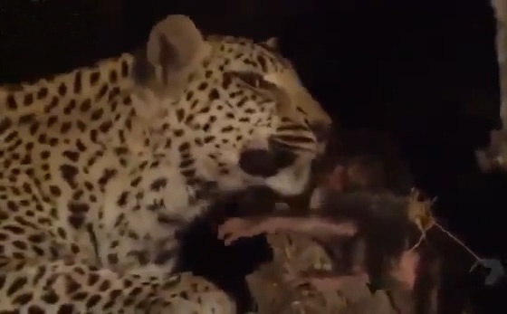 Bao dom cham soc khi con sau khi giet khi me hinh anh