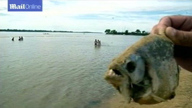Ca ho piranha tan cong, 70 nguoi bi thuong hinh anh