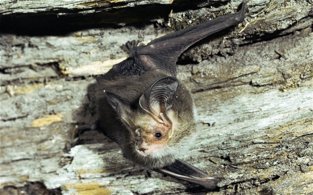 Hang tram nghin con doi chet vi nang nong o Australia hinh anh