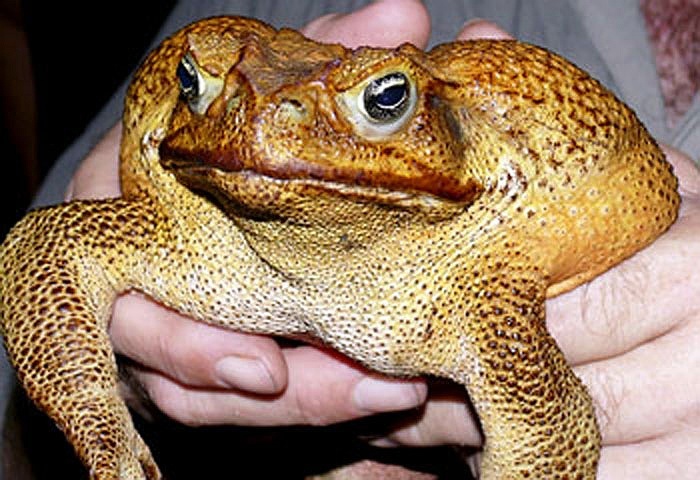 Loai coc khong lo co noc doc hinh anh