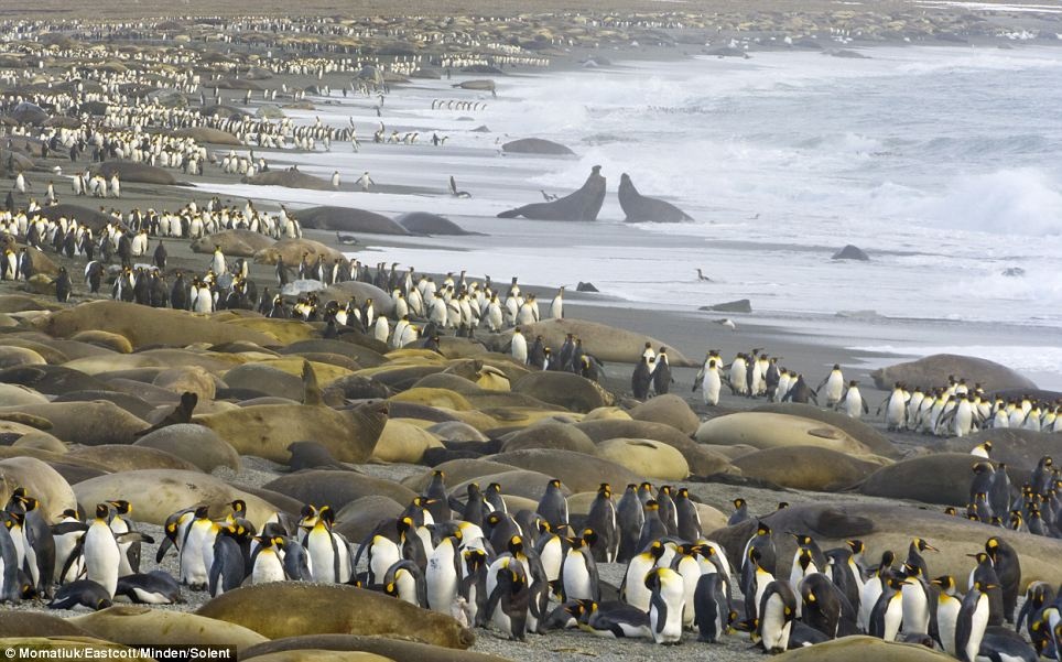 Chim canh cut, hai tuong chen chan tren bai bien hinh anh