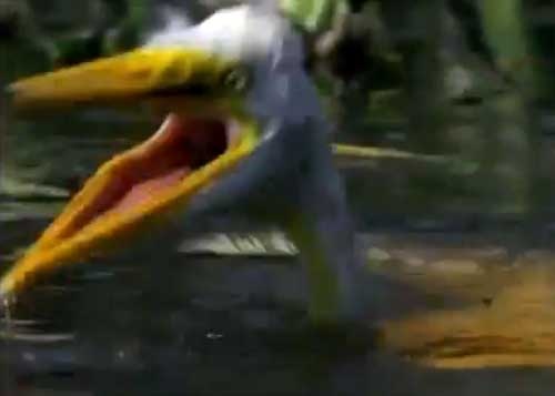 Ca ho xe xac co con trong choc lat hinh anh