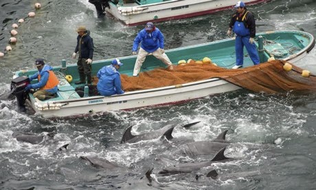 Ngu dan Nhat Ban dung luoi danh bat ca heo hinh anh
