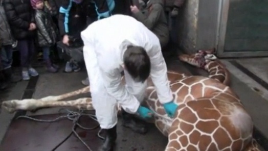 So thu ban huou cao co de lam moi cho dong vat an thit hinh anh