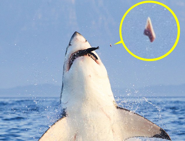 Ca map trang gay rang vi dop moi qua manh hinh anh