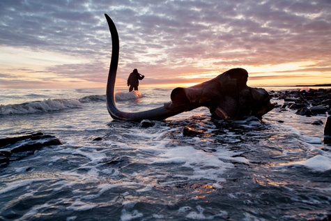 Hanh trinh san nga voi ma mut tai Siberia hinh anh