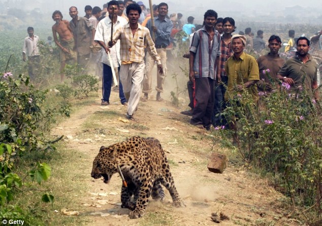Bao hoang vo chet be trai 5 tuoi trong san nha hinh anh