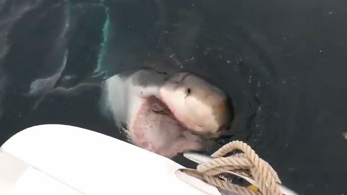 Ca map trang khong lo cuop moi cua ngu dan My hinh anh