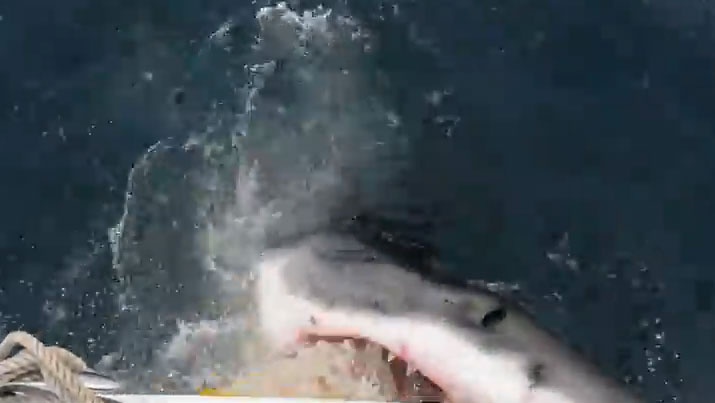 Ca map trang khong lo cuop moi tren tau cau hinh anh