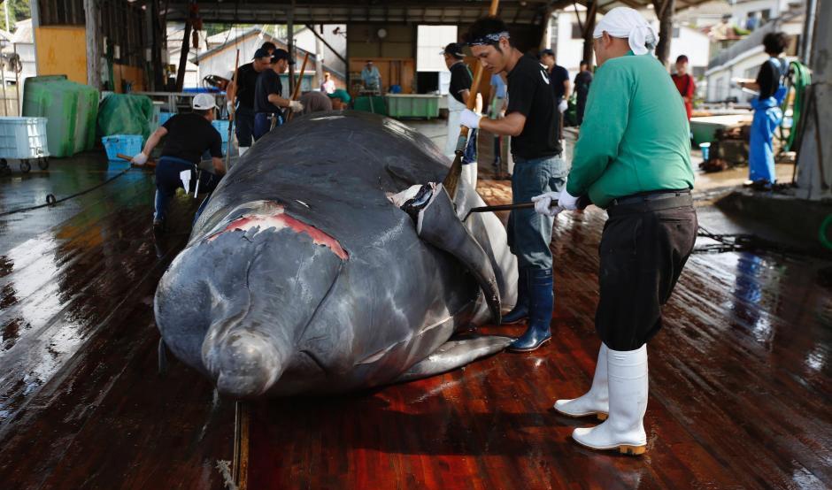 Can canh dan Nhat xe thit ca voi trong mua san bat hinh anh