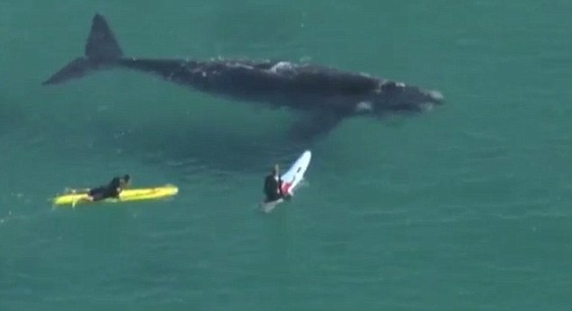 Nguoi treu choc ca voi khong lo giua bien hinh anh