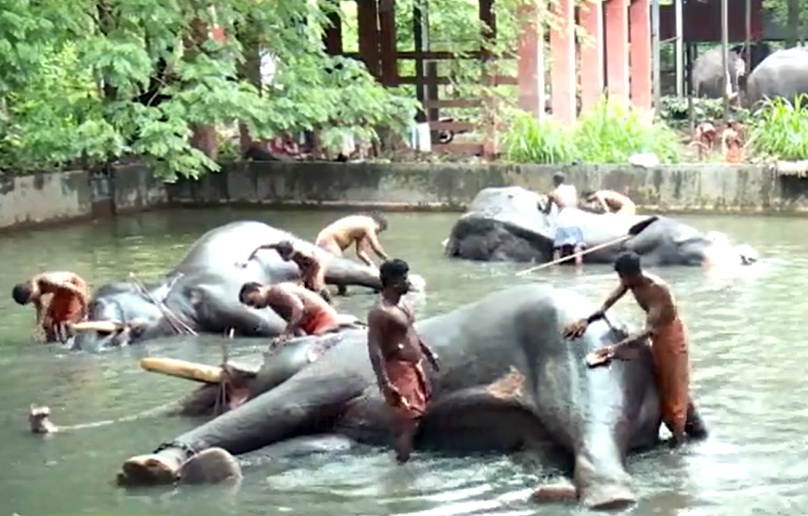 Voi duoc mat xa o An Do hinh anh