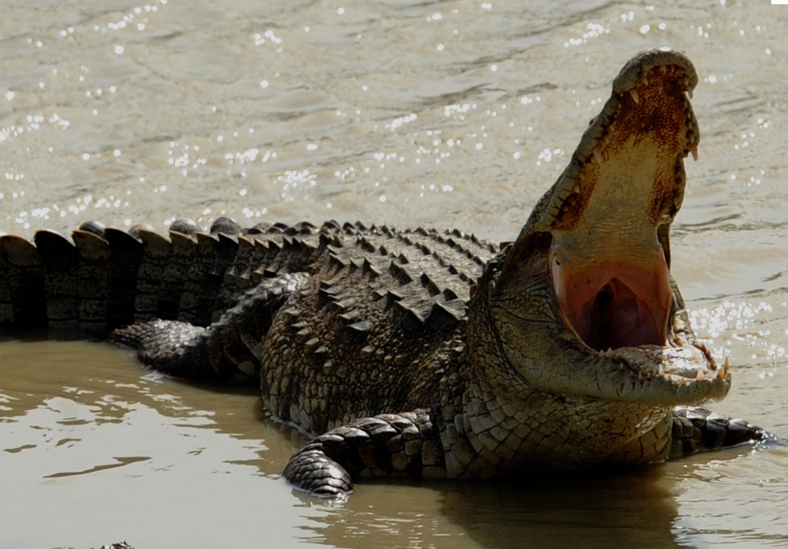 Ca sau bi an 'dot kich' ho nuoc Hy Lap hinh anh