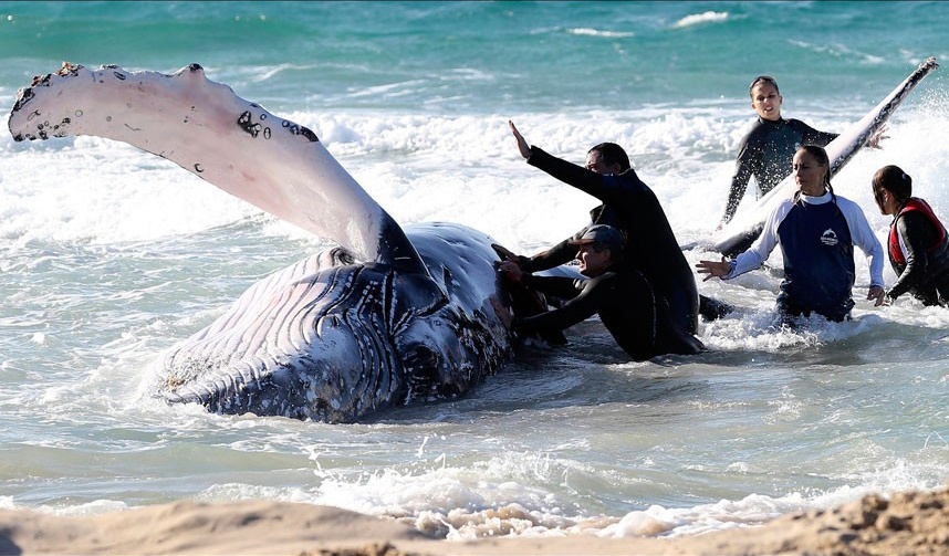 May xuc cuu ca voi lung gu tren bo bien Australia hinh anh