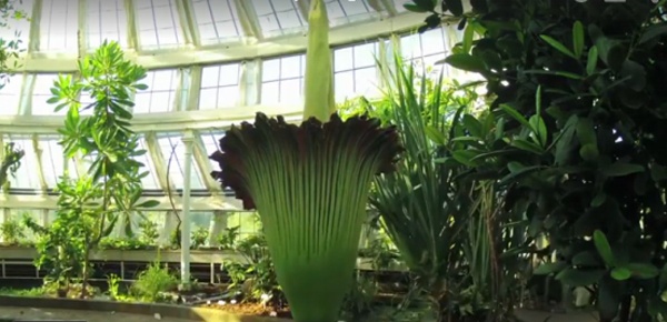 Hoa xac thoi khong lo cao 1,9 m thu hut nguoi dan Dan Mach hinh anh