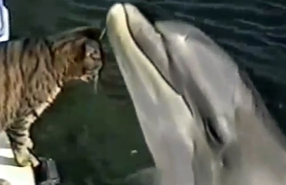 Meo dua gion voi ca heo trong cong vien My hinh anh