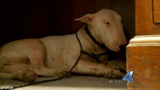 Cho tuyet thuc canh mo chu qua co hinh anh