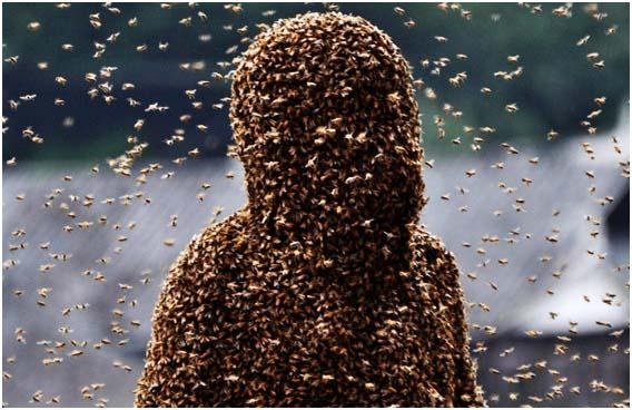 Nhung bo rau bang ong doc dao o Canada hinh anh