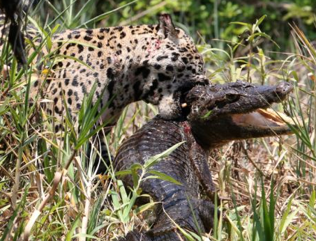 Bao mot mat ha guc sat thu dam lay trong chop nhoang hinh anh