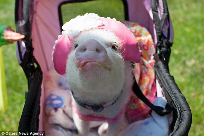 Cuoc song xa hoa nhu cong chua cua mot con lon hinh anh