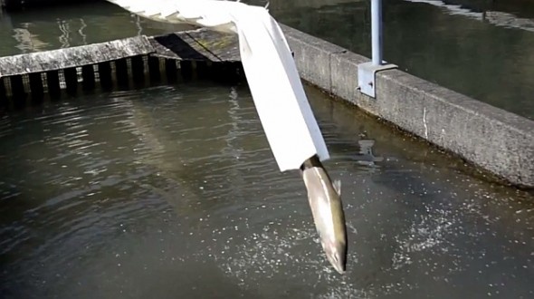 Phao khi nen dua ca hoi vuot song hinh anh