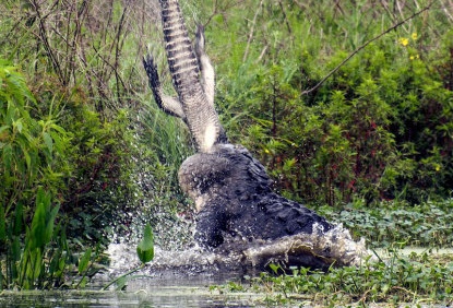 Ca sau xe xac dong loai vao top anh dong vat an tuong tuan hinh anh
