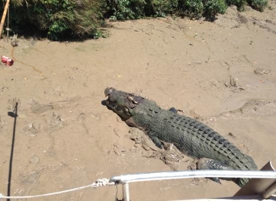 Ca sau giet chong ngay truoc mat vo hinh anh