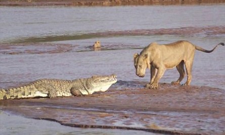 Ca sau, su tu dai chien vi tranh moi hinh anh