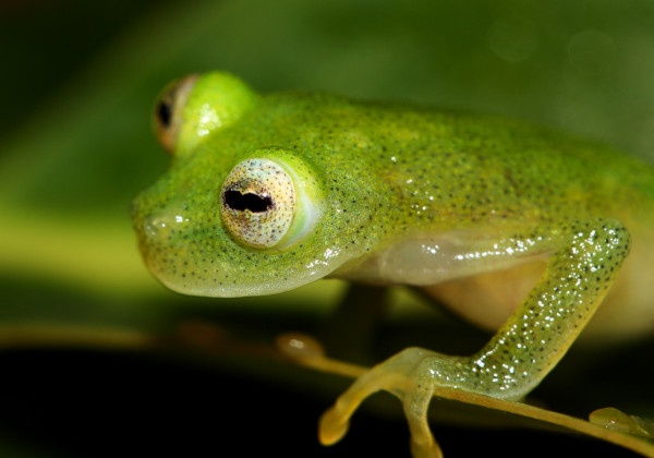 Phat hien ech trong suot trong rung ram Peru hinh anh