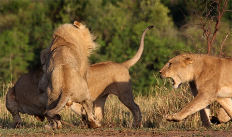 Bay su tu tan cong mot con moi lon hinh anh