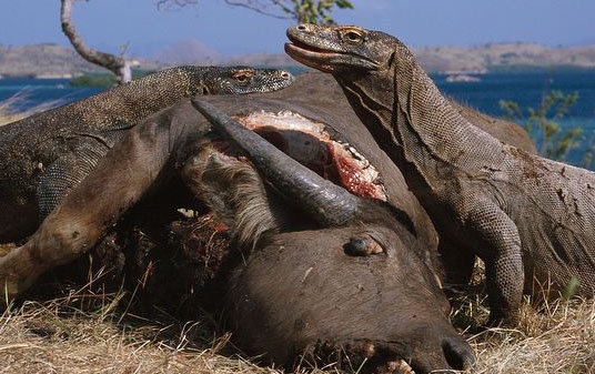 Rong Komodo san trau mong hinh anh