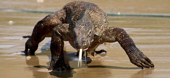 Rong Komodo, 'quai vat thoi tien su' sap tuyet chung hinh anh