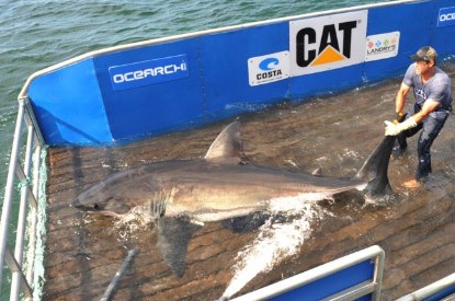 San ca map trang khong lo de bao ton 'sat thu dai duong' hinh anh