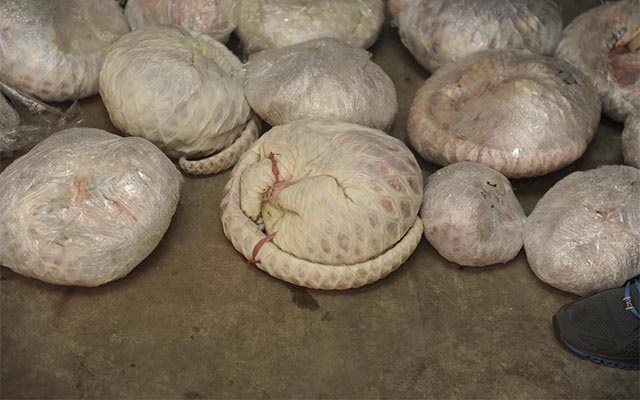 Trung Quoc bat 4 nghi pham tham sat 457 con te te quy hiem hinh anh