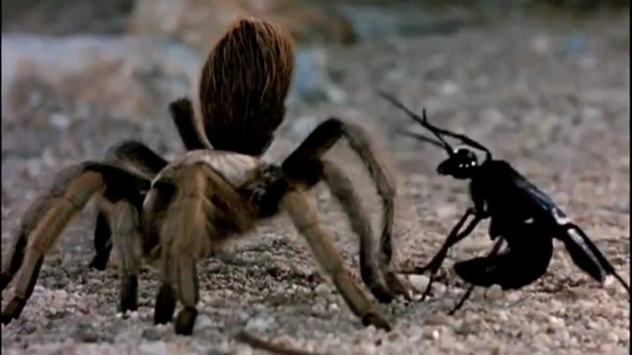 Cuoc chien song con giua to vo va nhen khong lo hinh anh