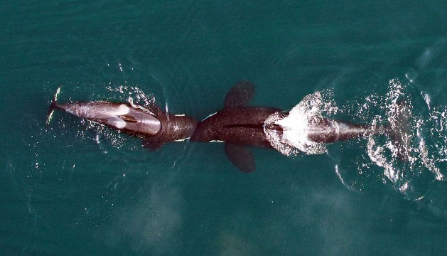 Theo doi ca voi sat thu bang thiet bi bay khong nguoi lai hinh anh