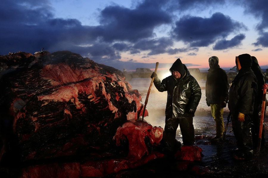 Xe thit ca voi de sinh ton tren vung dat khac nghiet Alaska hinh anh