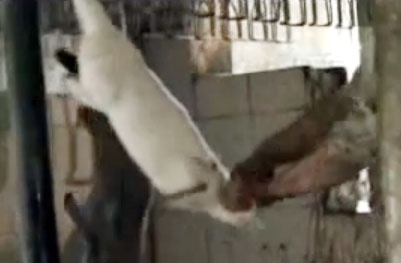 Ben trong xuong lam thit tho o Phap va lot da o Trung Quoc hinh anh