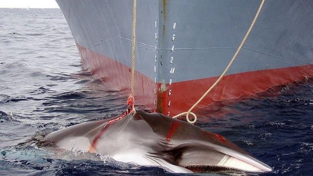 Xe thit ca voi ngay tren tau Nhat Ban hinh anh