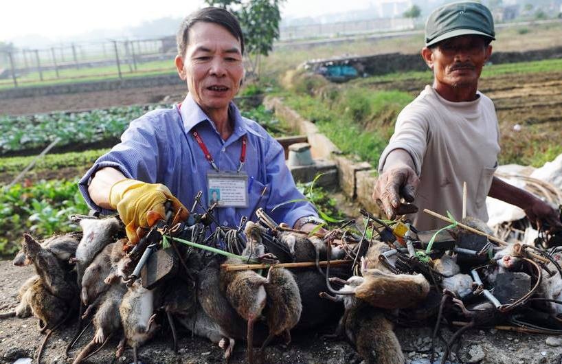 'Vua diet chuot' cua Viet Nam len bao nuoc ngoai hinh anh