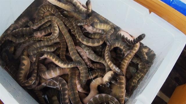 Tay khong bat ran bien cuc doc o Viet Nam hinh anh