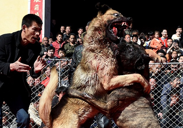 Le hoi choi cho o Trung Quoc hinh anh