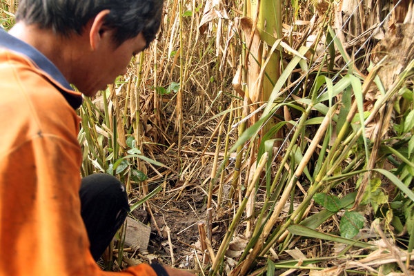 Tho san rung U Minh len bao My hinh anh