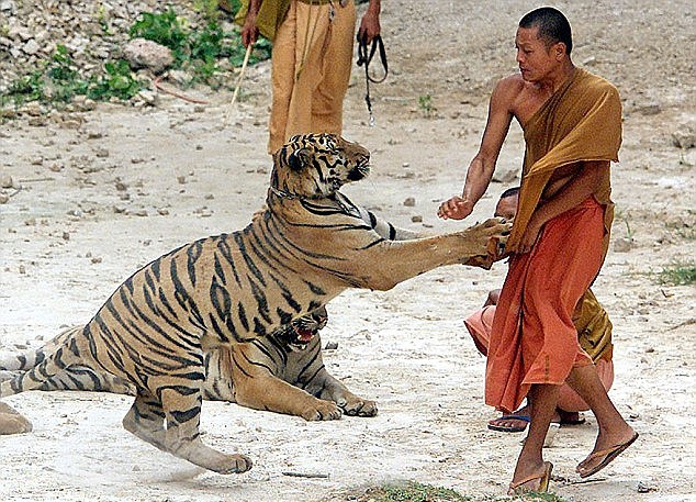 Nha tu hanh huan luyen ho trong chua o Thai Lan hinh anh