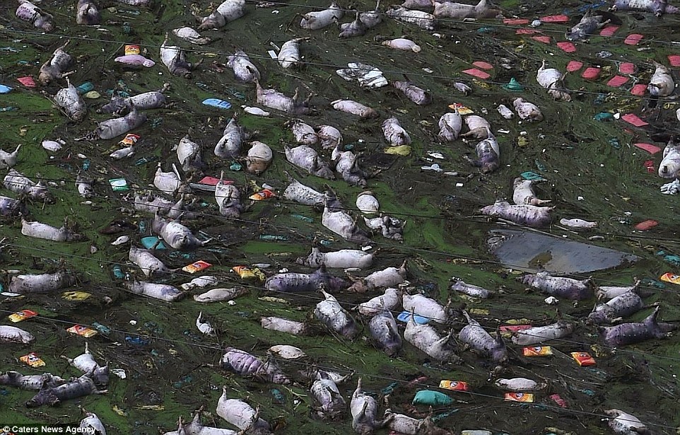 Xac 16.000 con lon noi sau mua lu o Trung Quoc hinh anh