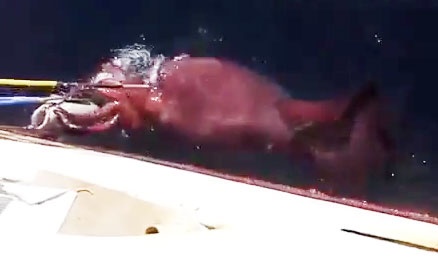 Thuy thu Nga dung gay xua duoi muc khong lo tren bien hinh anh