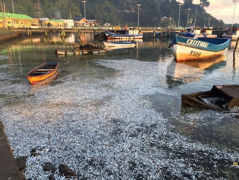 Cá chết hàng loạt ảnh 1 Ca chet hang loat anh 1