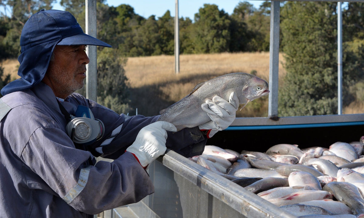Ca chet hang loat o Chile vi moi truong bi huy hoai hinh anh